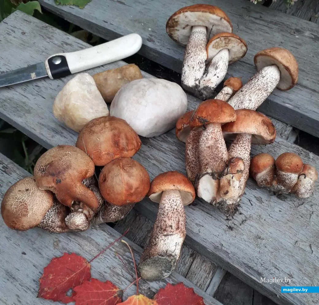 Фото Светланы Курной из Минска.