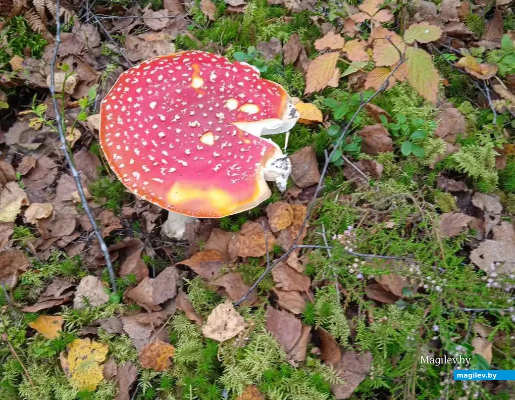Фото Галины Давыденок из Полоцка.