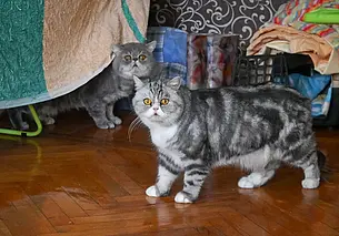 Понимают ли кошки человеческую речь? Мнения экспертов