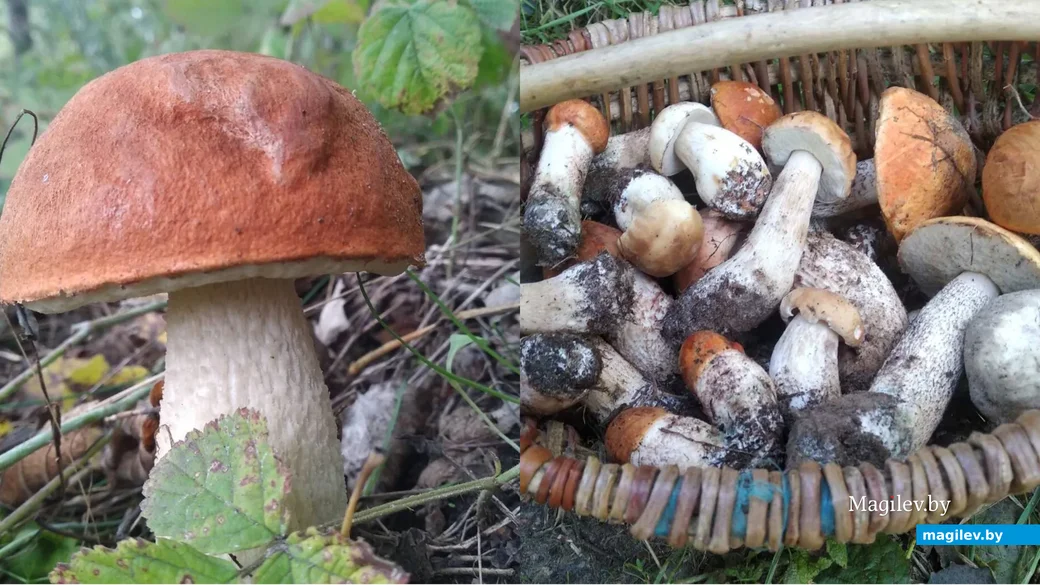 Фото Сергея Полякова из Пинска.