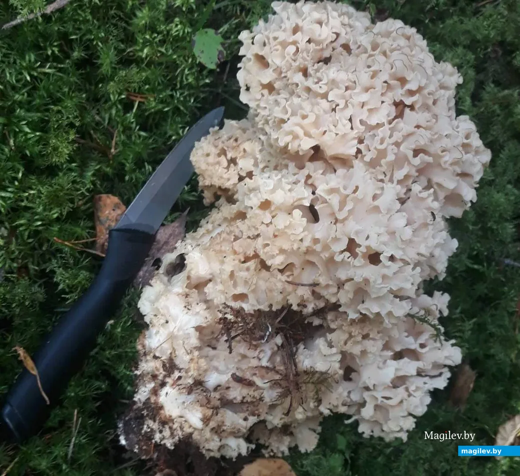 Фото Вячеслава Бушило из Минской области.