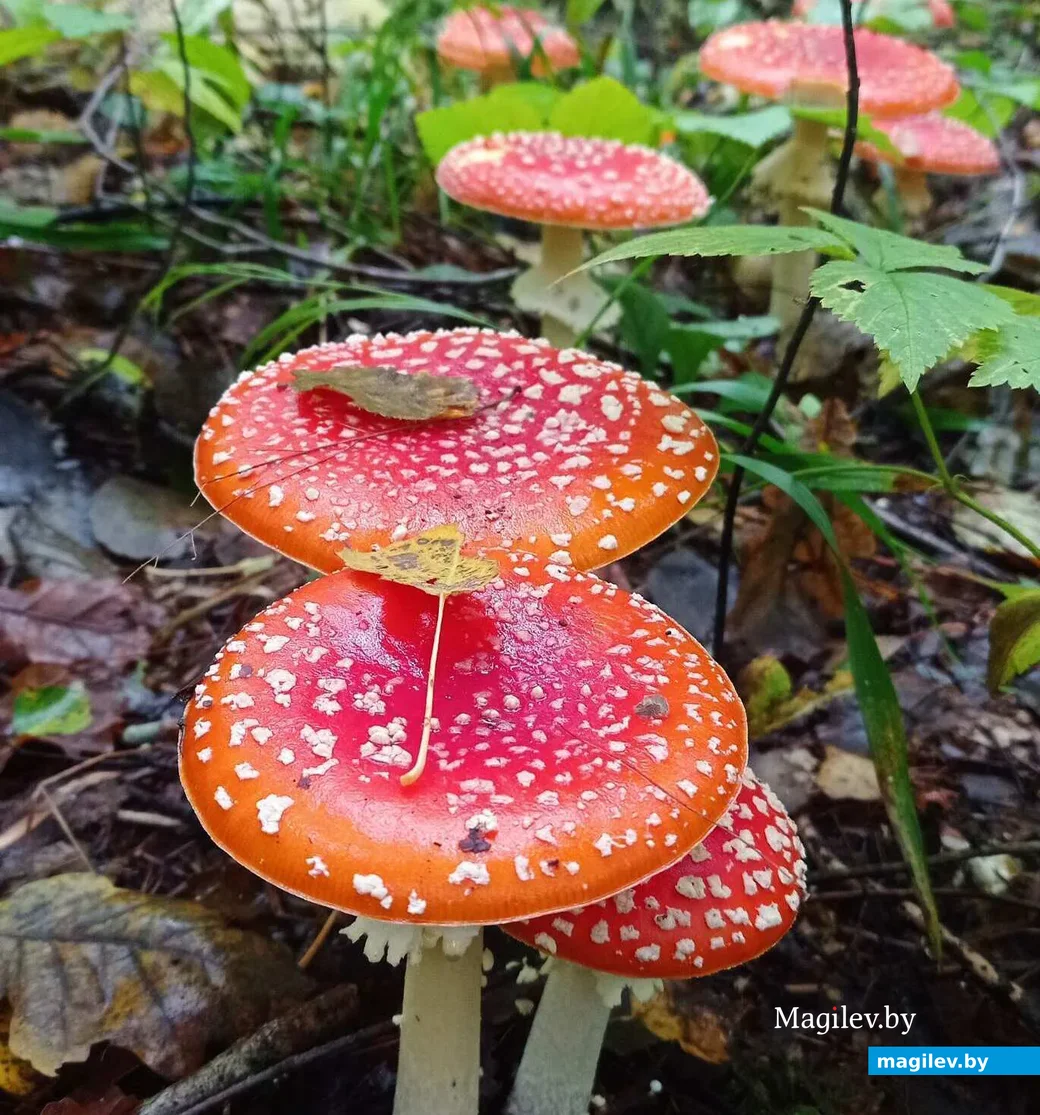 Фото Максима Федорука из Хотимского района.