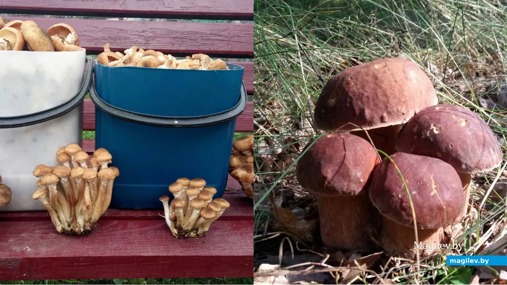 Фото Елены Лукьянчик из агрогородка Перховичи Барановичского района.