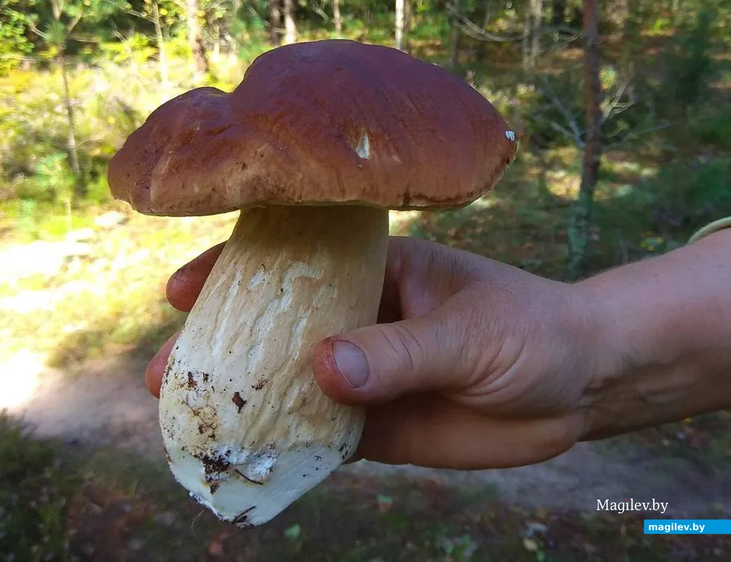 Фото Юрия Шавыры из Речицы.