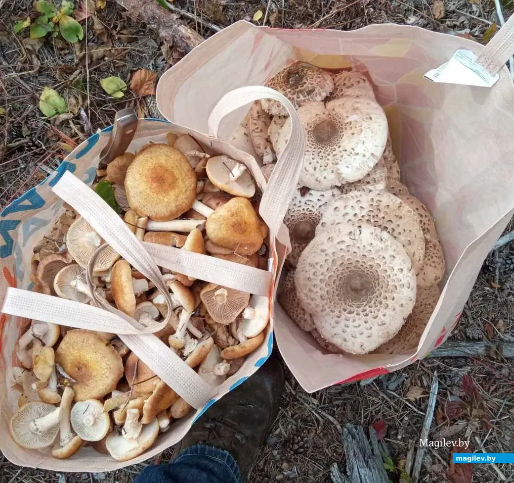 Фото Александра Баско из Борисова Минской области.
