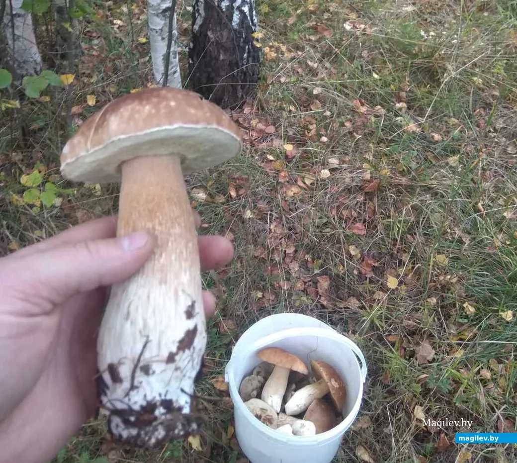 Фото Андрея Селеменева из Ярославля.