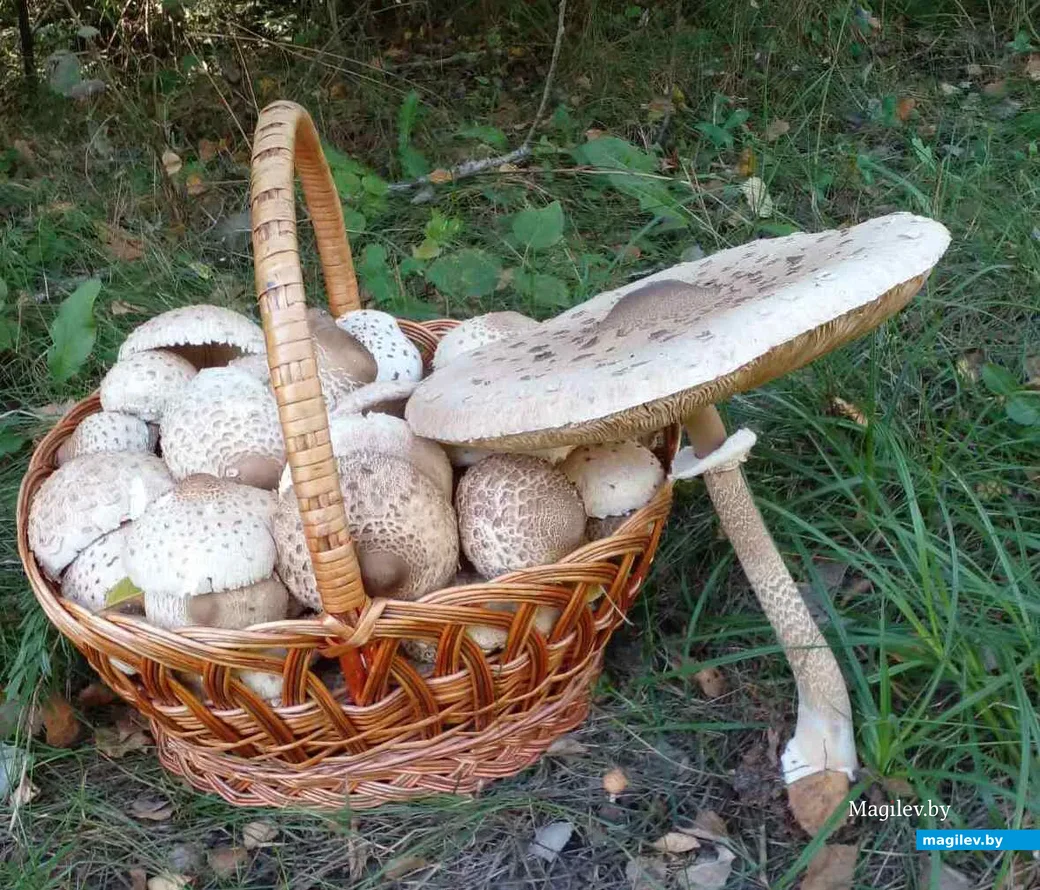 Фото Ольги Омельянской из Киевской области.