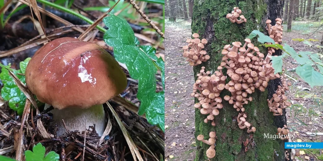 Фото Натальи Свинцовой из Калужской области.