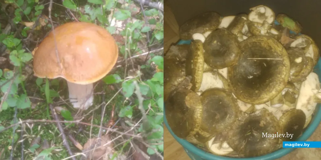 Фото Ольги Радюкевич из Гродно.