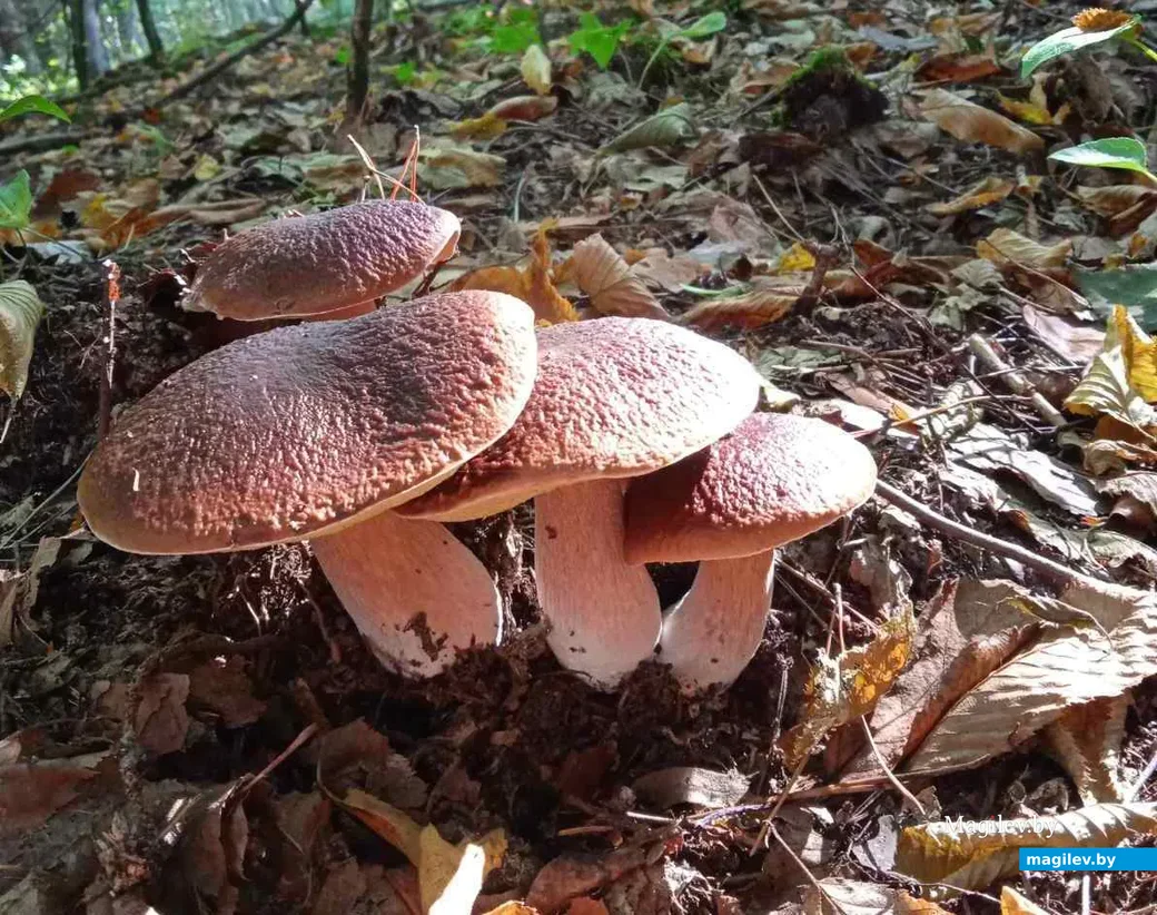 Фото Александра Трахановича из Житковичей.