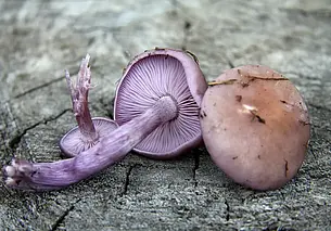 «В другой стране ее бы так штрафанули, что забыла бы дорогу в лес»