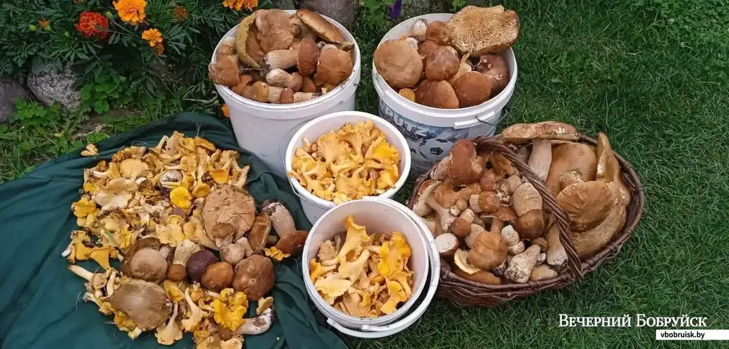 Грибной «улов» Валентины Карликовой.