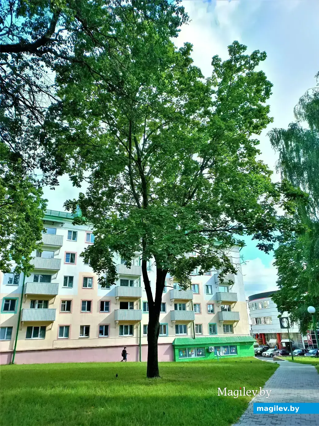 Дерево Нади Якушевой (Куликовой) в могилевском скверике. Проходя мимо, вы можете взглянуть на эти кленовые листья и вспомнить хорошего человека. Могилев, 7.08.2022 года.