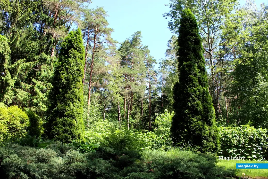 Агроусадьба «Апельсин»: деревня Любуж, хутор «Сосновый бор», д. 14. Июнь 2022 год.