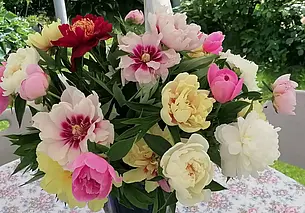 «Таких пионов, как в горах, найти нигде не могу»