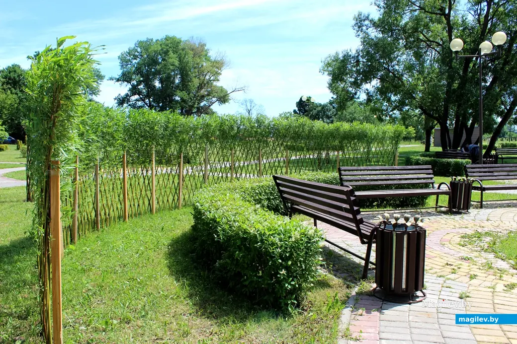 Парк Подниколье. Могилев. Июнь, 2022 год. Живая изгородь.