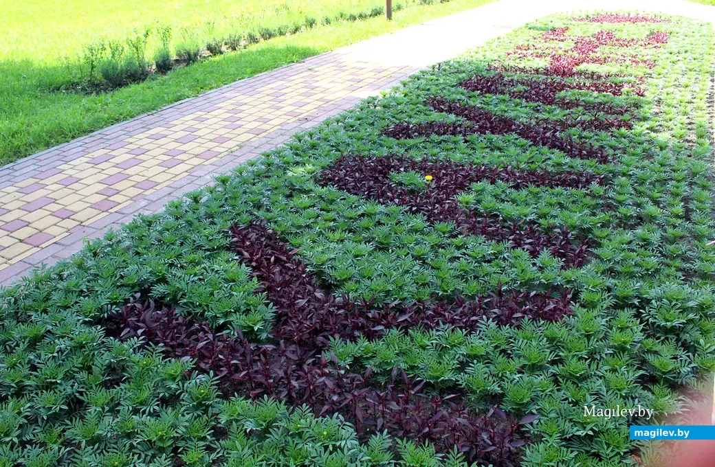 Парк Подниколье. Могилев. Июнь, 2022 год. Композиции из цветов на клумбах.