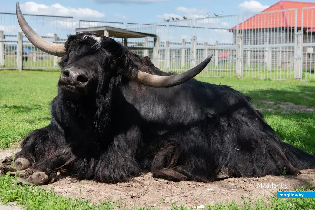 Могилевский зоосад. 23.06.2022 г
