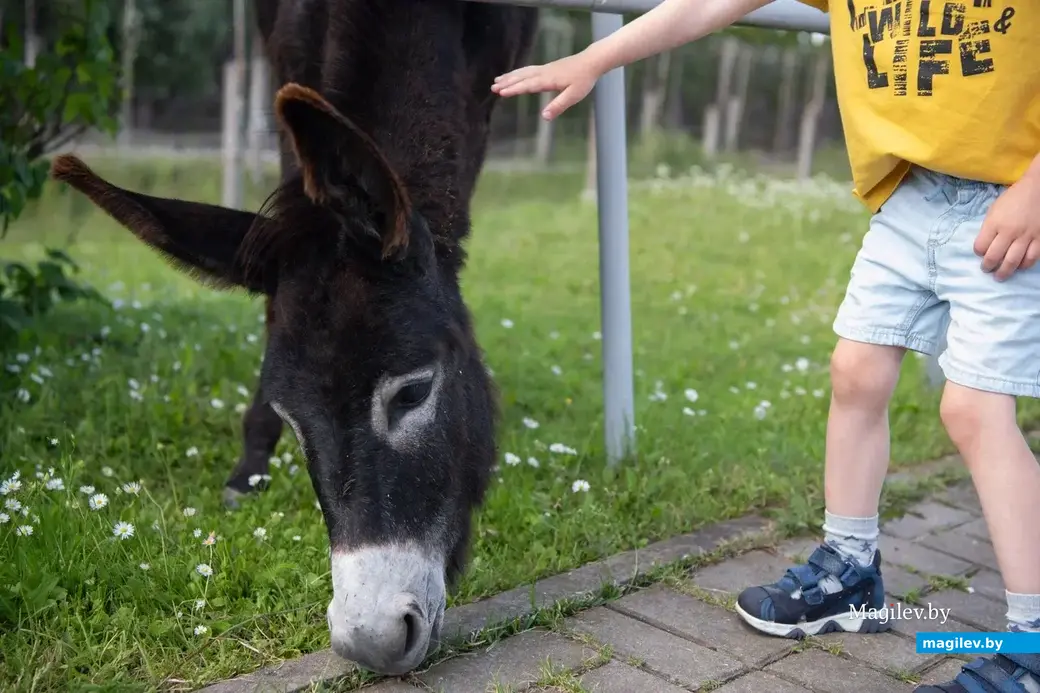 Могилевский зоосад. 23.06.2022 г