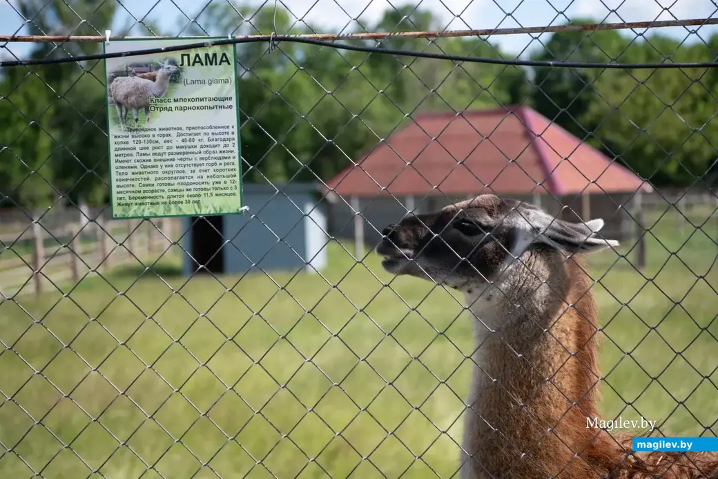 Могилевский зоосад. 23.06.2022 г