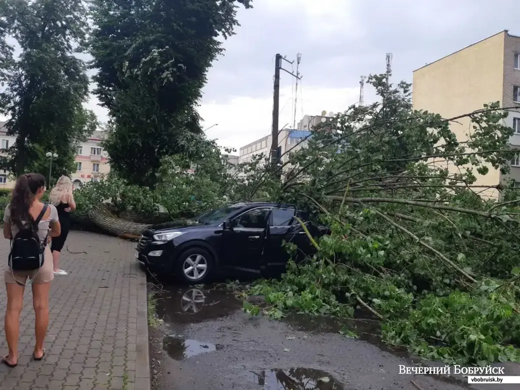 В Бобруйске 29 июня женщину едва не убило в автомобиле упавшим во время  ливня деревом | magilev.by