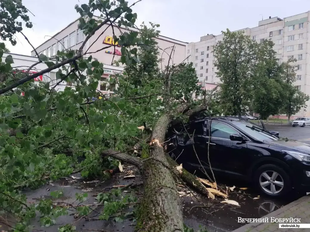 В Бобруйске 29 июня женщину едва не убило в автомобиле упавшим во время  ливня деревом | magilev.by