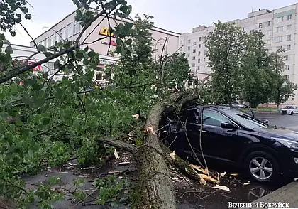 В Бобруйске 29 июня женщину едва не убило в автомобиле упавшим во время ливня  деревом