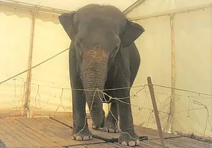 Слониха из цирка «Дзіва» поучаствует в параде 2 июля на День города в Могилеве