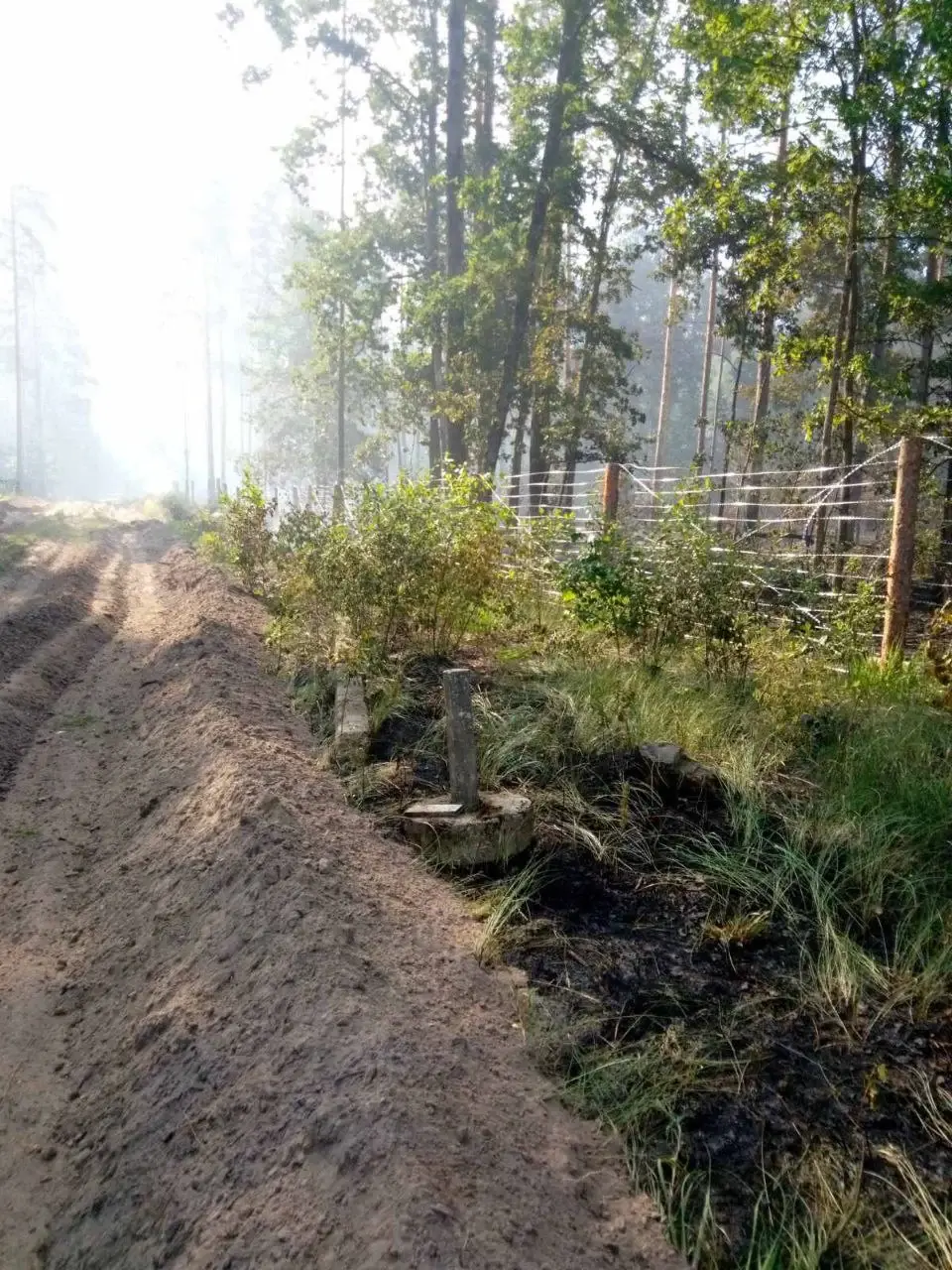 2 июля 2022 года. Крупный лесной пожар на границе Украины и Беларуси.