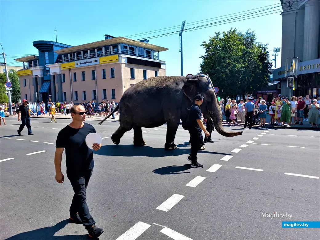 Могилевчане могли видеть слониху Мару на Дне города. Фото Евгения Буловы