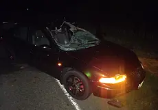 В Могилевской области дикие животные спровоцировали два ДТП, пострадали четыре человека