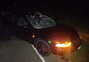 В Могилевской области дикие животные спровоцировали два ДТП, пострадали четыре человека