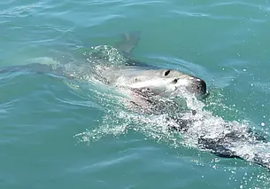 В Хургаде закрывают пляжи из-за нападения акул на людей