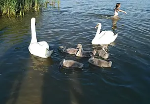 Лебединая фотосессия на Святом озере в Могилеве