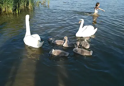 Лебединая фотосессия на Святом озере в Могилеве