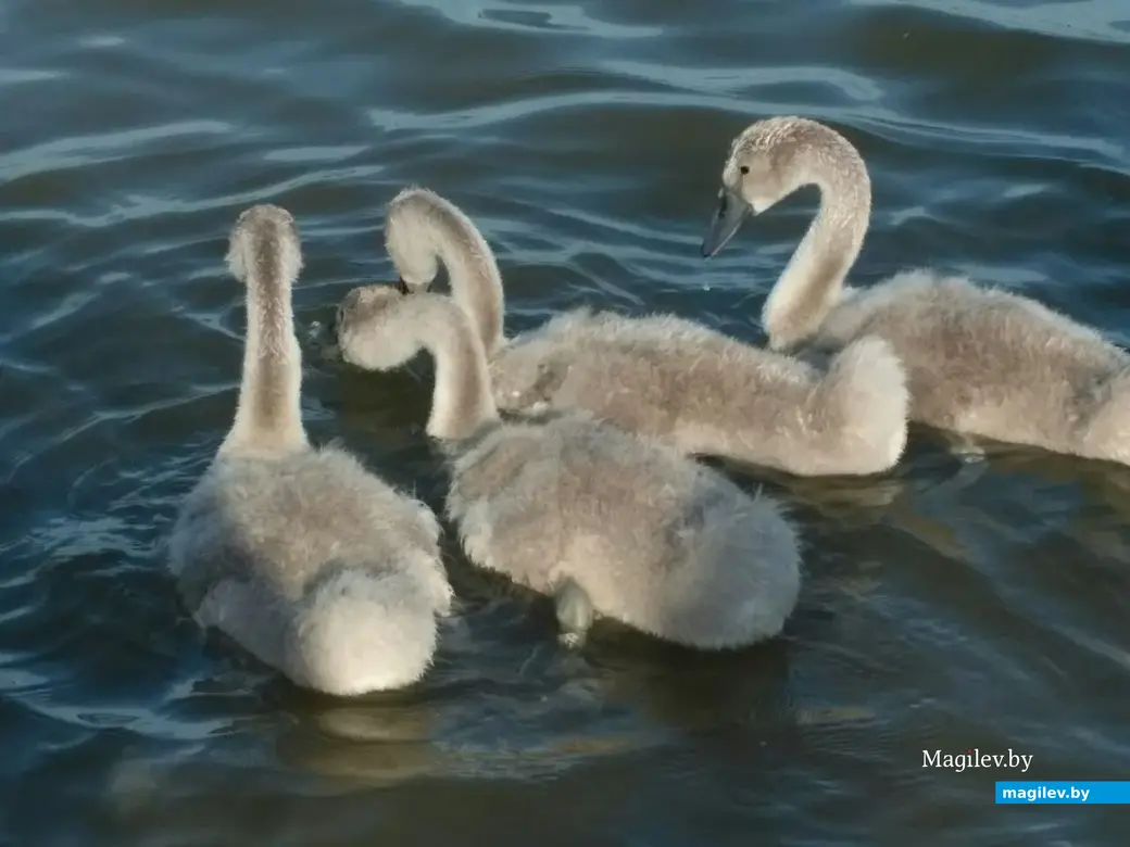 05.07.2022 г. Могилев, Святое озеро