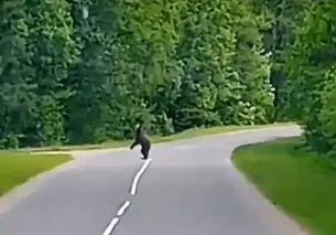 Грибники, будьте начеку! В Круглянском районе на трассе замечен медведь (видео)