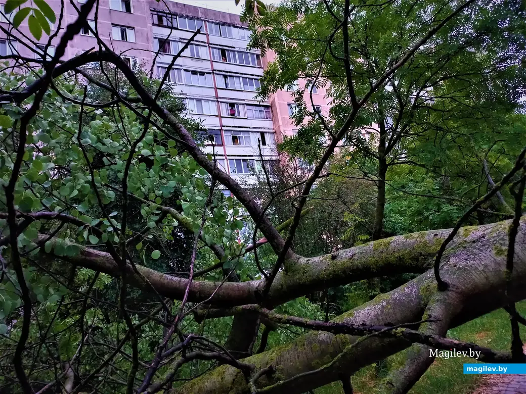 Могилев, микрорайон Казимировка, 06.07.2022 год.