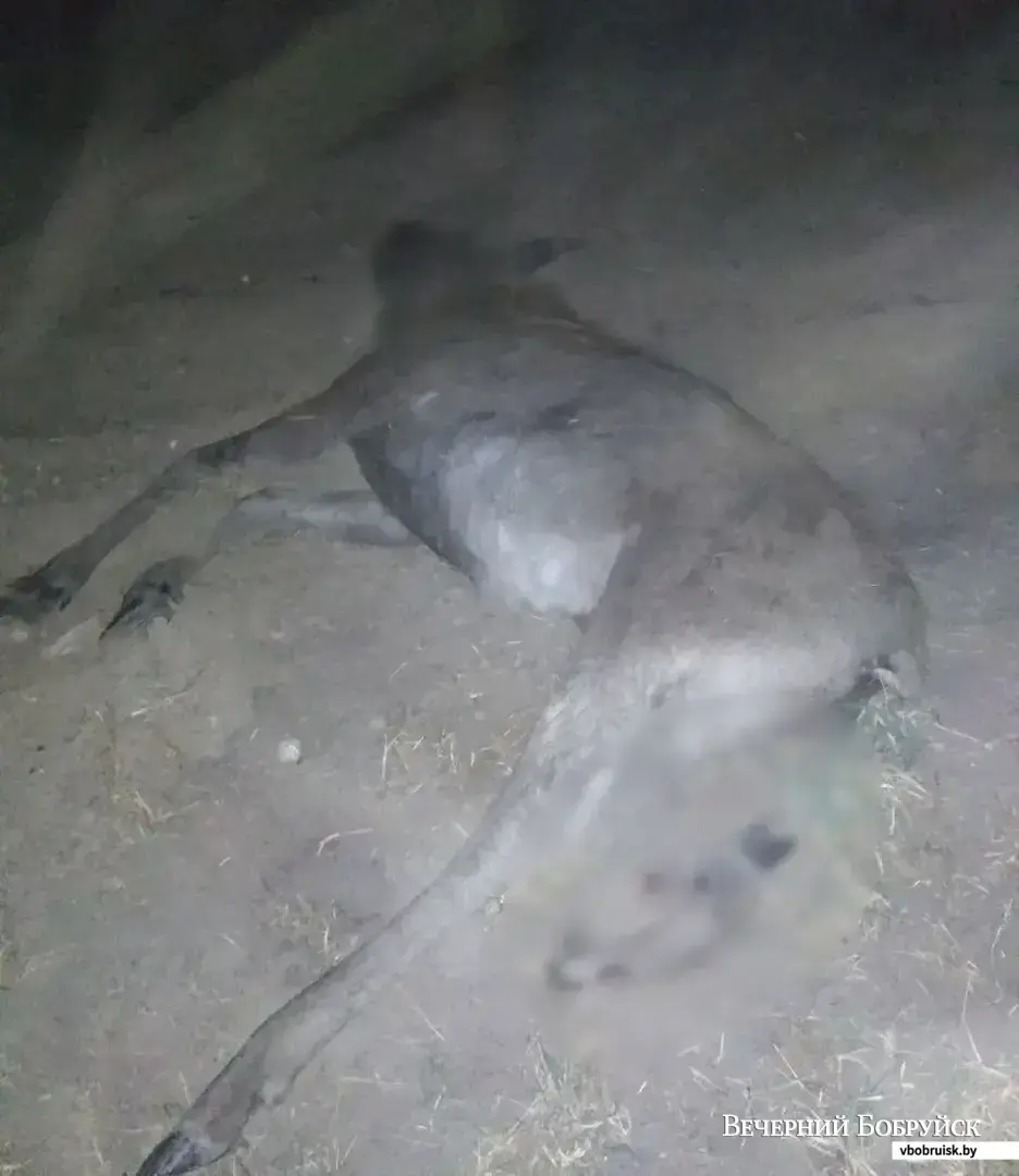 Жертва ДТП на автодороге Минск-Гомель вблизи деревни Бояры 18 апреля 2019 года. Фото ГАИ РОВД.