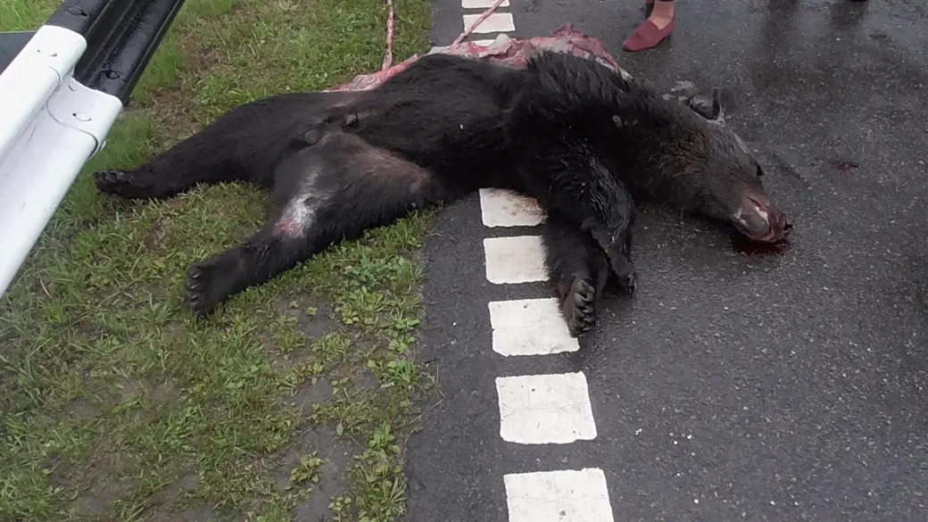 Кто сбил медведя выяснить не удалось. Фото предоставлено Дмитрием Мельниковым