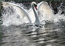 Максимально возможное наказание: новополочанин за издевательство над лебедем оштрафован на 480 рублей