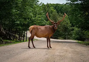 За полгода на дорогах Могилевской области виновниками 164 автоаварий стали дикие животные