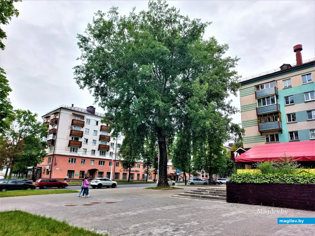 Дерево Васи Мака, в шелесте листвы которого можно услышать мелодию популярной песни «роллингов» «Satisfaction».