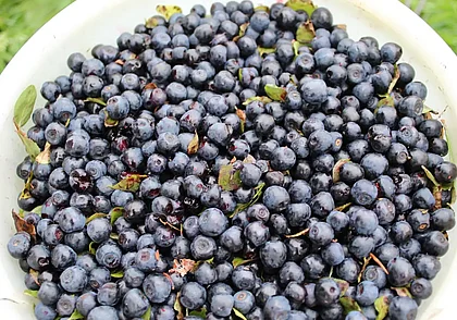 «Черничный» бизнес: сколько можно заработать на лесной ягоде?