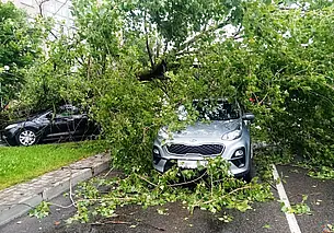 Упавшее дерево повредило автомобили напротив Виленского рынка