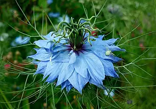 Ученые обнаружили растение, которое может стать средством борьбы с коронавирусом