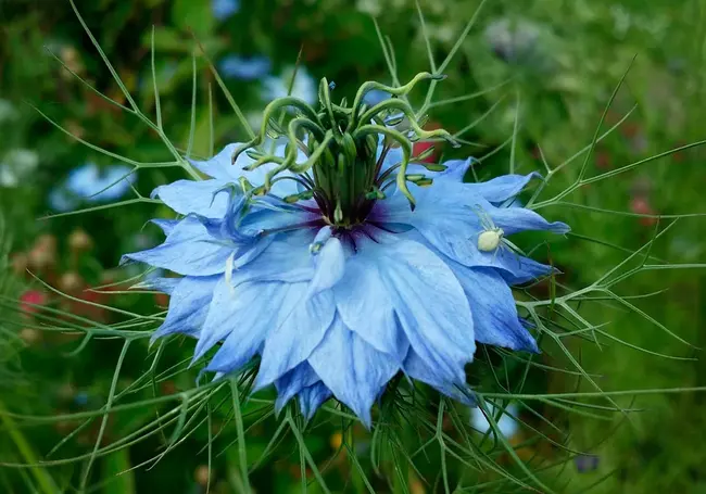 Ученые обнаружили растение, которое может стать средством борьбы с коронавирусом