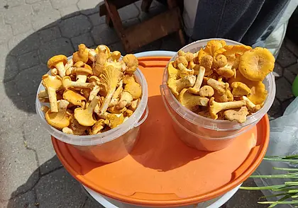 Почем лисички для народа? Узнали цены на могилевских рынках