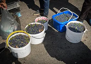 Стоит ли покупать ягоды и грибы при дороге? Спроси эксперта