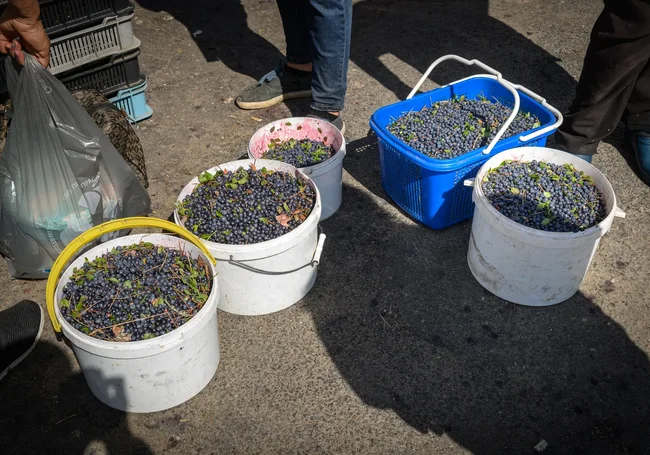 Стоит ли покупать ягоды и грибы при дороге? Спроси эксперта